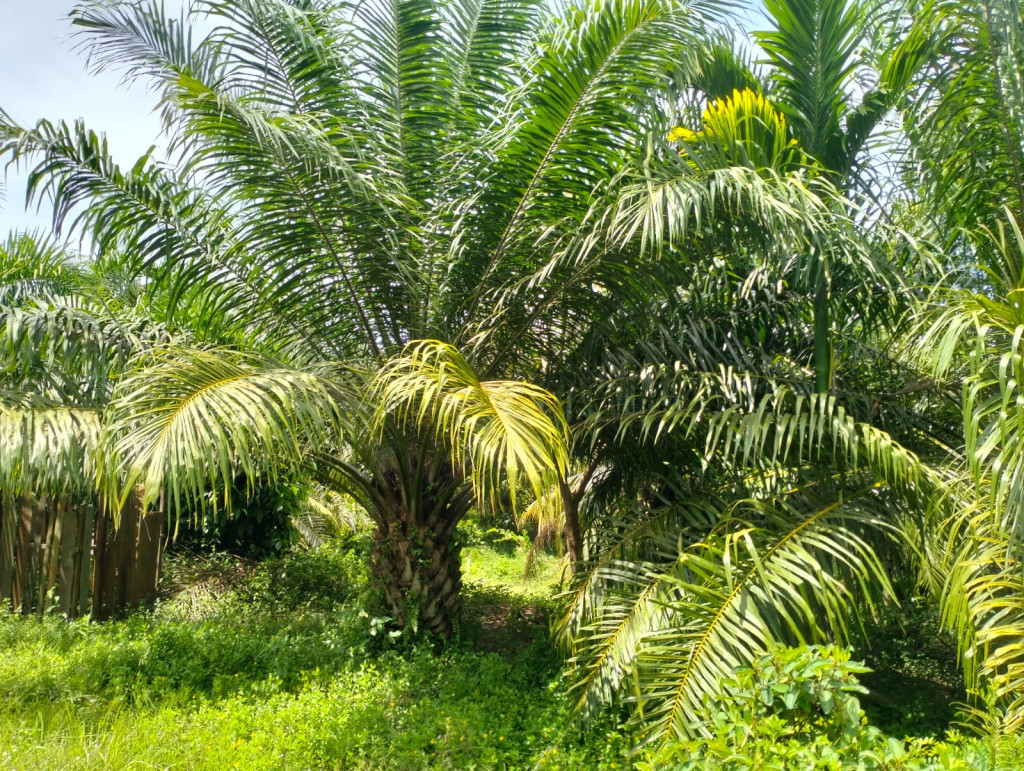 Pohon sawit merupakan salah satu sumberdaya alam yang penting di Desa Mon Mata, Kabupaten Aceh Jaya