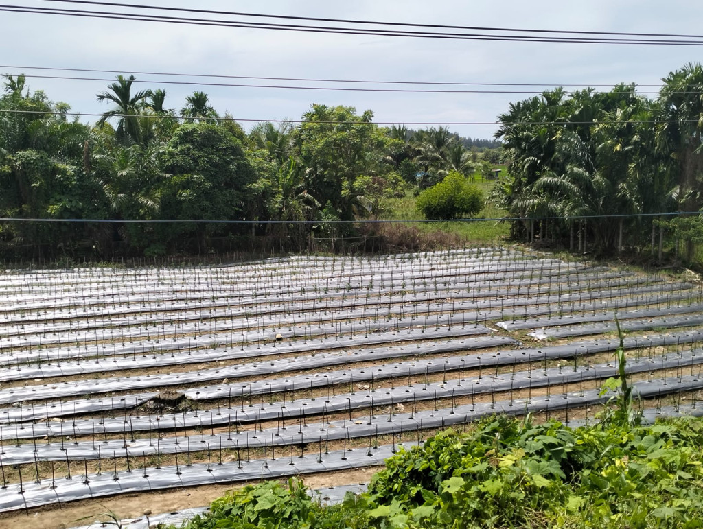 ini merupakan perkebunan warga desa Mon Mata yang digunakan untuk menanam berbagai jenis tanaman.